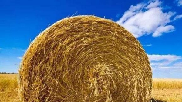 固廢綜合再利用，秸稈上種出大球蓋菇